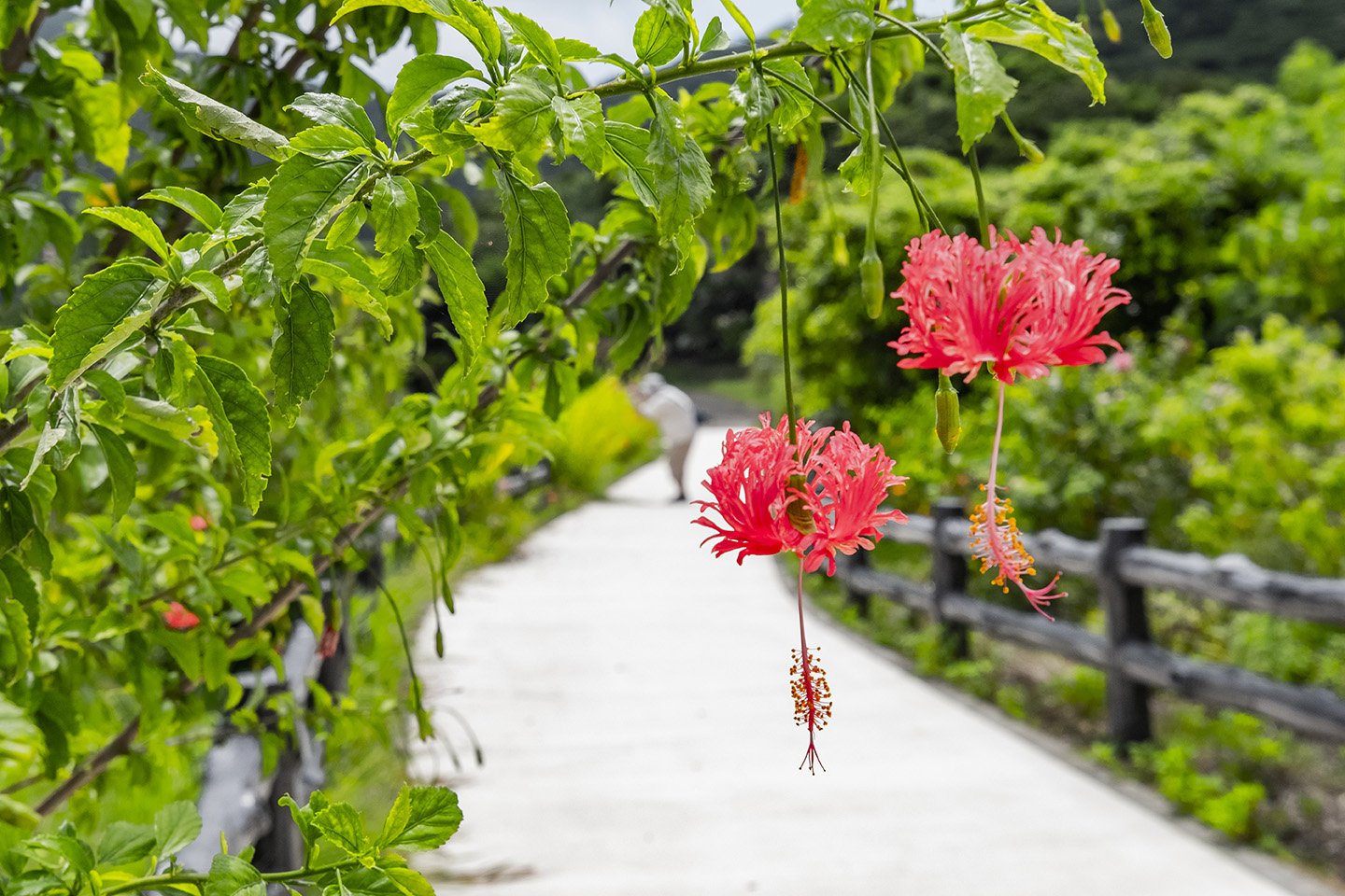 👀 타마토리자키 전망대 (타마토리자키 텐보우다이) 이미지 7